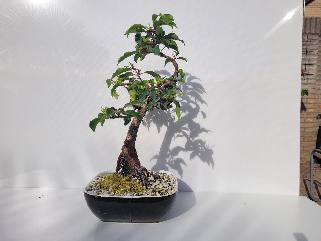 Bonsai: Portugese Laurier in pot., In pot, Bloeit niet, Halfschaduw, Minder dan 100 cm