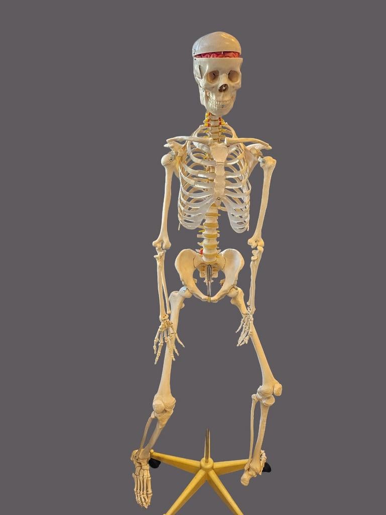 Anatomisch Skeletmodel van Kunststof - Lesmateriaal, Ophalen, Gebruikt, Anatomical Models Inc., Info@anatomicalmodels.nl
