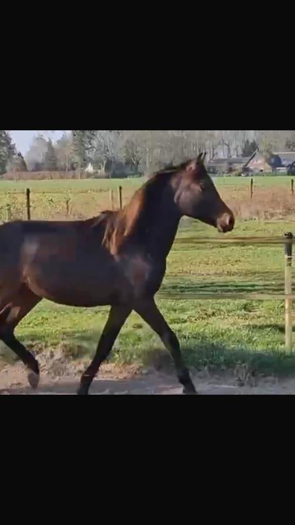 Sport pony voor de toekomst, Met stamboom, 0 tot 2 jaar, Hengst, Onbeleerd