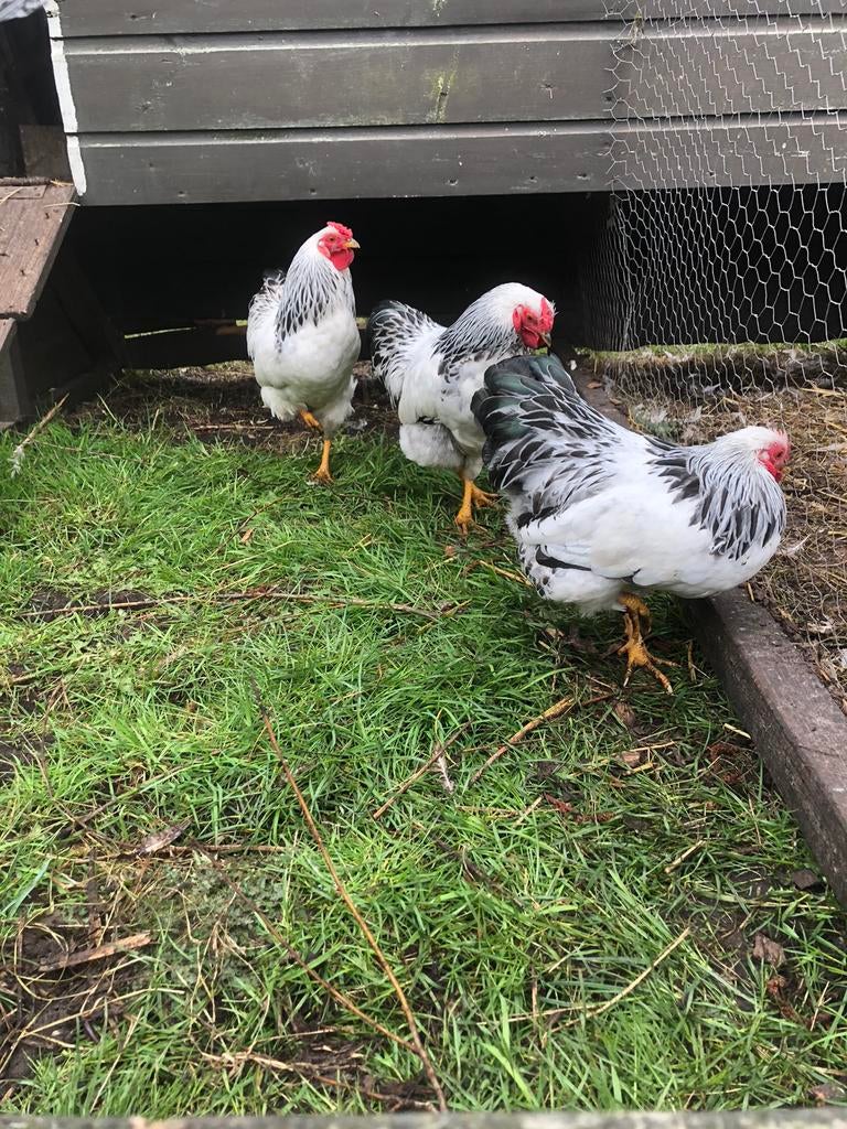 Jonge hanen, kriel haantjes Wyandotte, Mannelijk, Kip