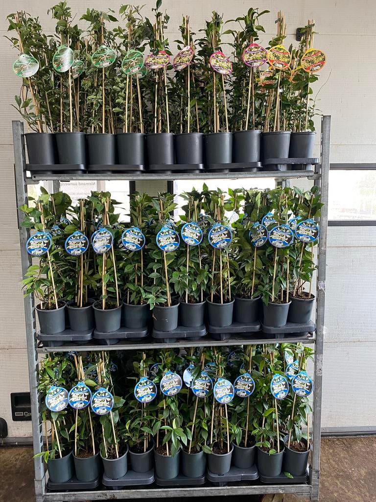 Toscaanse jasmijnen in diverse kleuren en maten, Tuin en Terras, Planten | Tuinplanten, Vaste plant, Klimplanten, Volle zon, Zomer