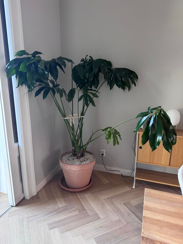 Philodendron Fun Bun - Prachtige kamerplant, Huis en Inrichting, Kamerplanten, Ophalen, Overige soorten, Halfschaduw, In pot