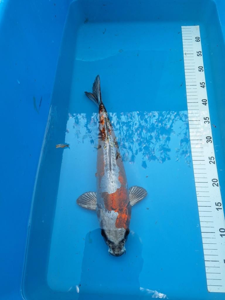 Doitsu kikuryu 37 cm, Karper of Koi