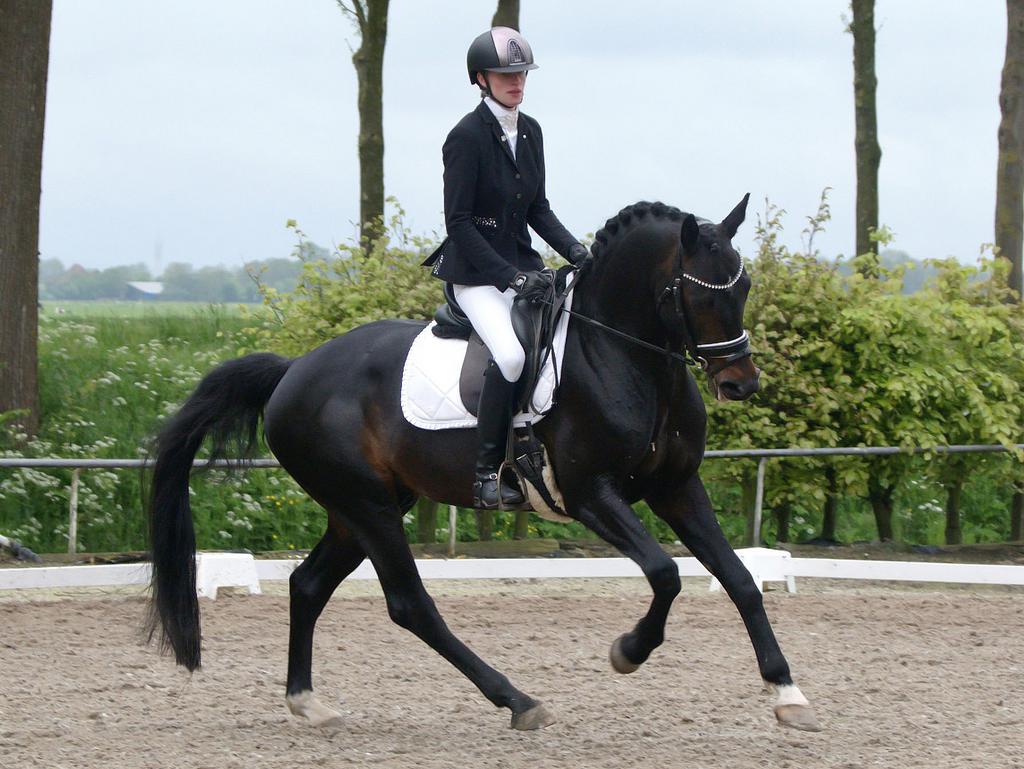 Aanboden wedstrijd, training, zadelmak maken, KI service, Verzorging of Verzorgpony's