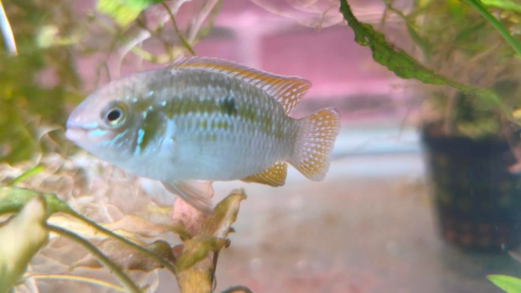 Laetacara araquaiae, Vis, Zoetwatervis