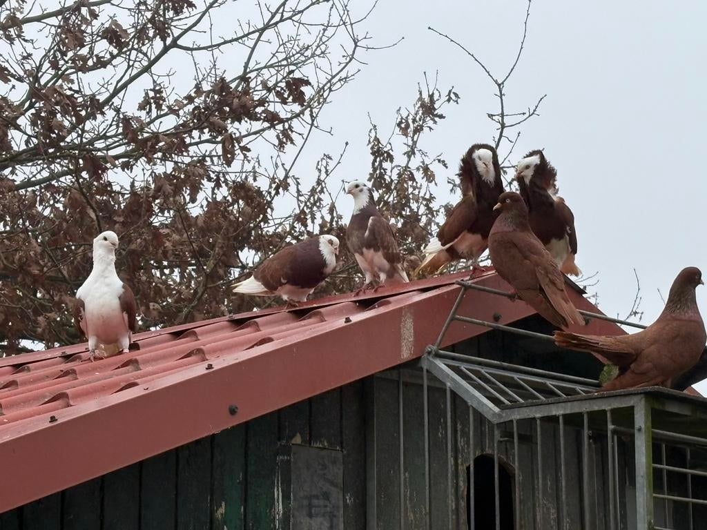 Verschillende duiven (kapucijn), Dieren en Toebehoren, Meerdere dieren, Overige soorten