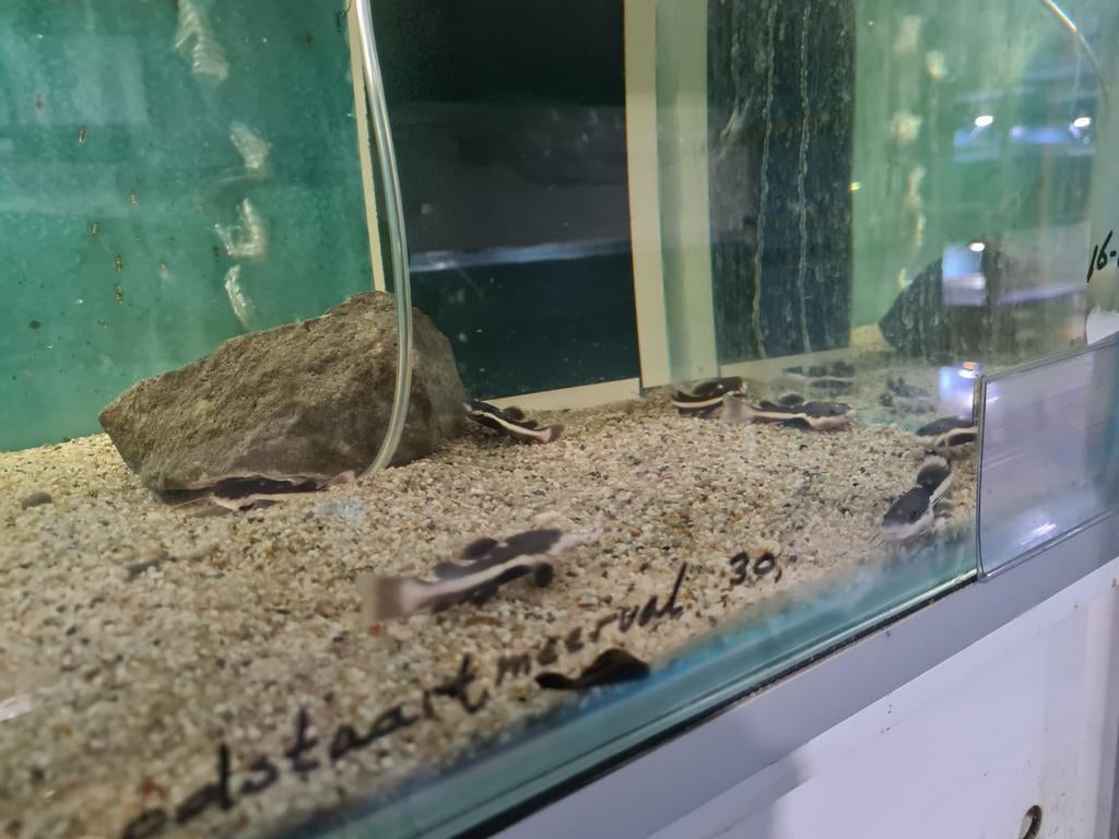 Roodstaartmeerval, rtc, Phractocephalus Hemioliopterus, Dieren en Toebehoren, Vis, Zoetwatervis