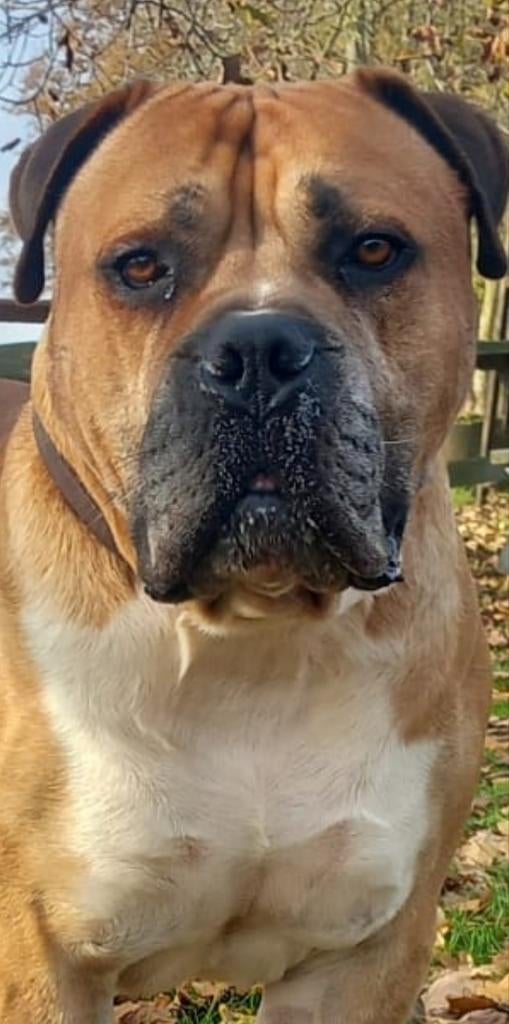 Boerboel stamboom molosser bull dekreu mastif, Dieren en Toebehoren, Reu, Parvo, Eén hond, 3 tot 5 jaar