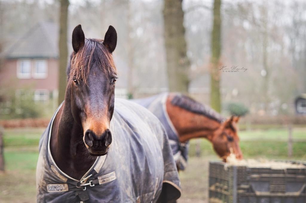 Gezocht, vaste stalhulp voor de zaterdag, Verzorging of Verzorgpony's