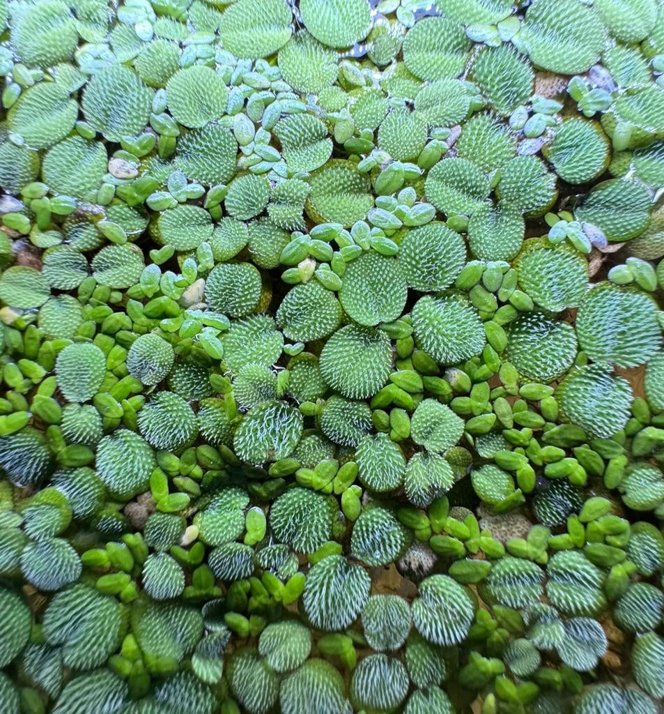 Drijfplanten Aquarium (Salvinia Minima en kroos), Dieren en Toebehoren, Vissen | Aquaria en Toebehoren, Ophalen of Verzenden, Zo goed als nieuw