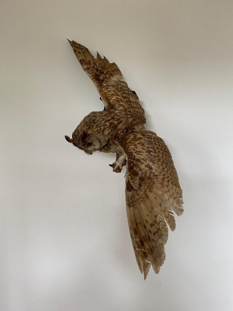 Ransuil opgezet, Verzamelen, Dierenverzamelingen, Ophalen, Zo goed als nieuw, Vogel, Opgezet dier