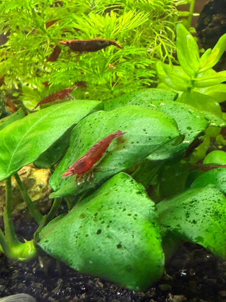 Vuurgarnalen, Dieren en Toebehoren, Vissen | Aquariumvissen, Kreeft, Krab of Garnaal, Zoetwatervis