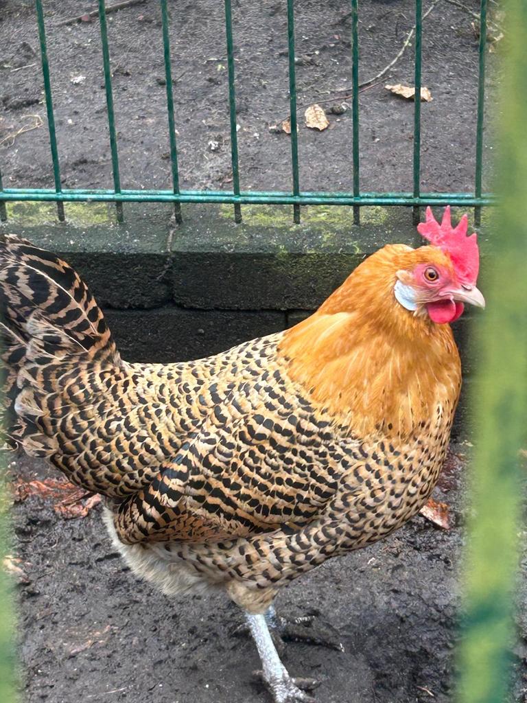 Broedeieren goudpel friese hoen, Dieren en Toebehoren, Geslacht onbekend, Kip