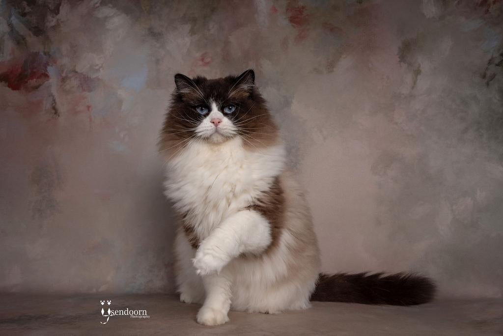 Prachtige ragdoll kater met stamboom, Kater, Met stamboom