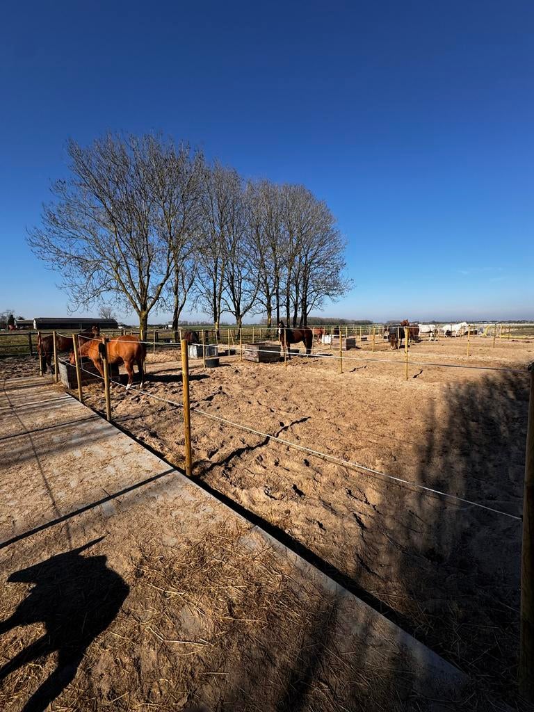 Paardenboxen te huur, Stalling, 4 paarden of pony's of meer