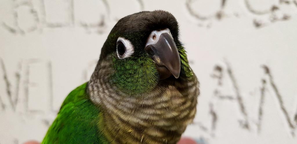 Jonge Baby Pyrrhura´s | Handtam | Nieuwsgierig | Div.kleuren, Meerdere dieren, Parkiet, Pratend