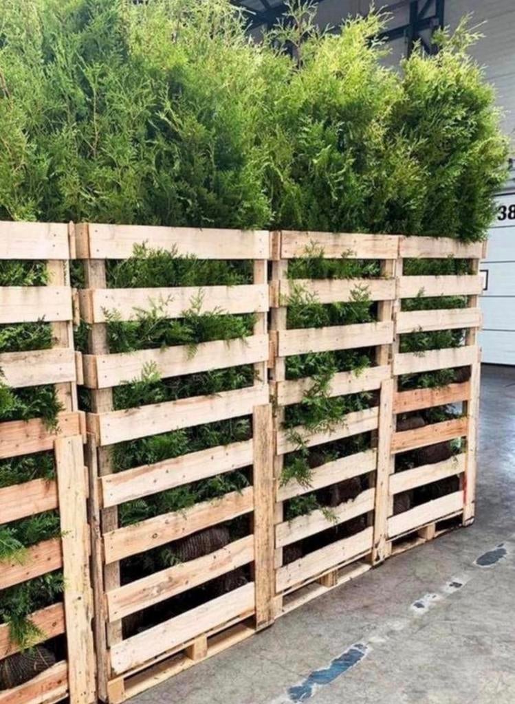 ⛔️AANBIEDING⛔️ Pallets coniferen, Ophalen of Verzenden, Laurier, 100 tot 250 cm
