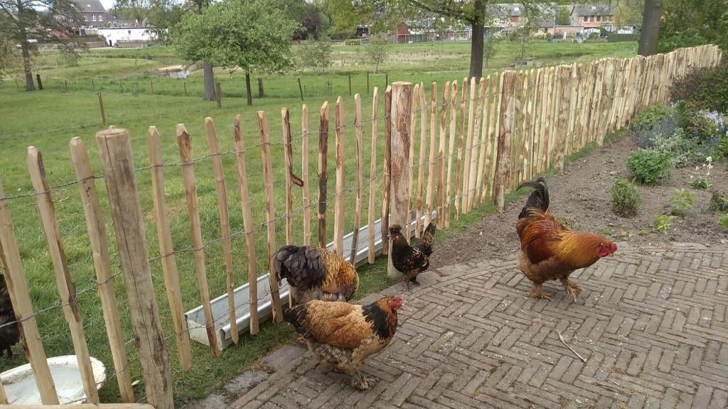 Moestuin Kastanje palen Engels hekwerk, Ophalen, Met poort, Nieuw, Tuinhek