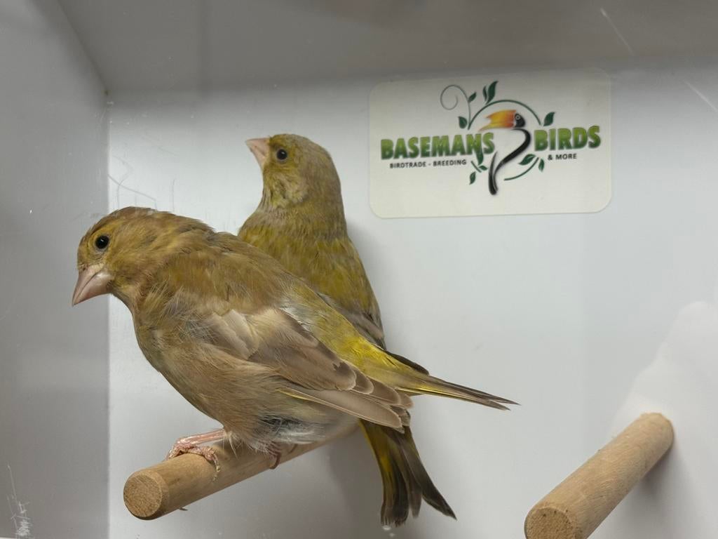 Bruine groenling - chloris chloris, Dieren en Toebehoren, Meerdere dieren, Wildzangvogel, Geringd