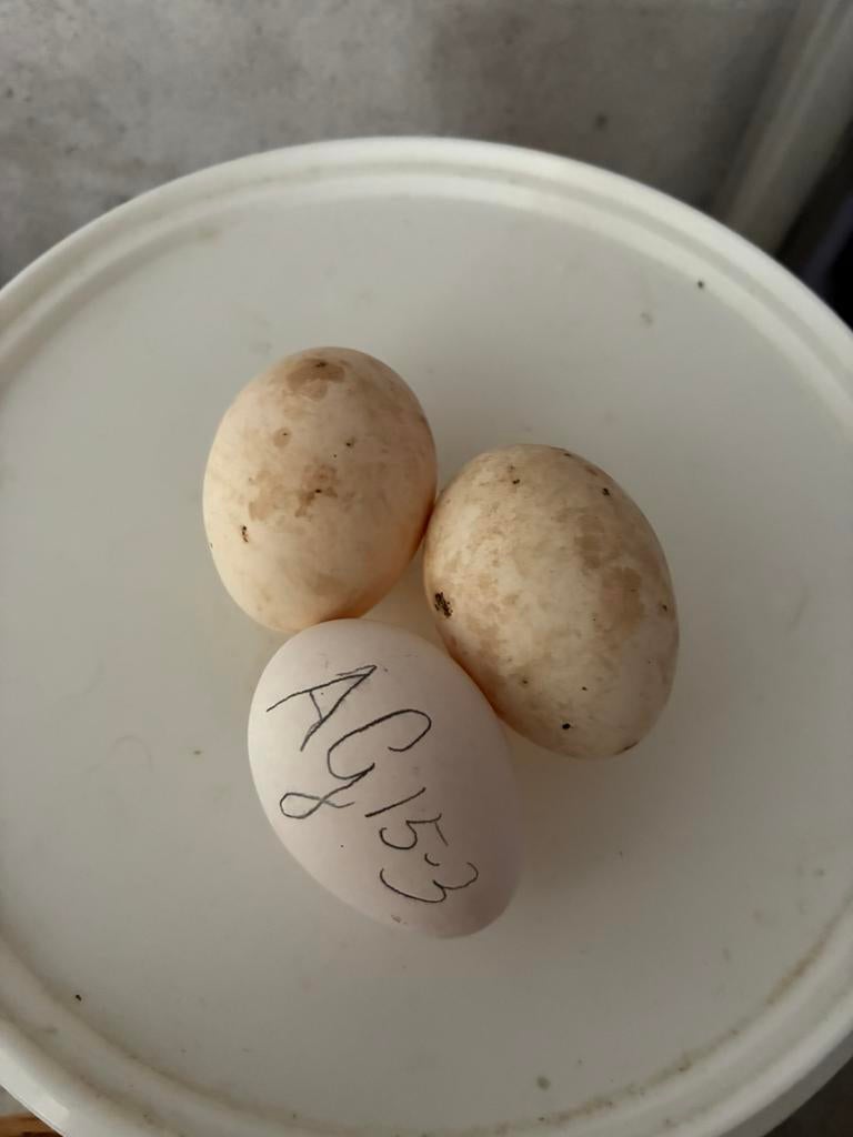 Assendelfter goud en zilverpel kriel, Dieren en Toebehoren, Pluimvee, Meerdere dieren, Kip