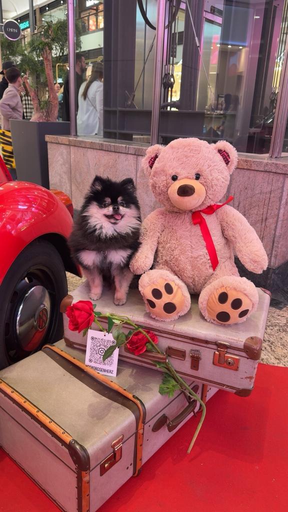 Macho – Pomeriaan reutje beschikbaar voor dekking, Reu, Parvo, Eén hond, 3 tot 5 jaar