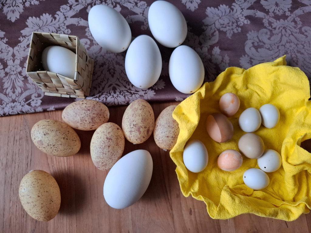 Vogeleieren, Ophalen of Verzenden, Gebruikt, Vogel, Overige typen