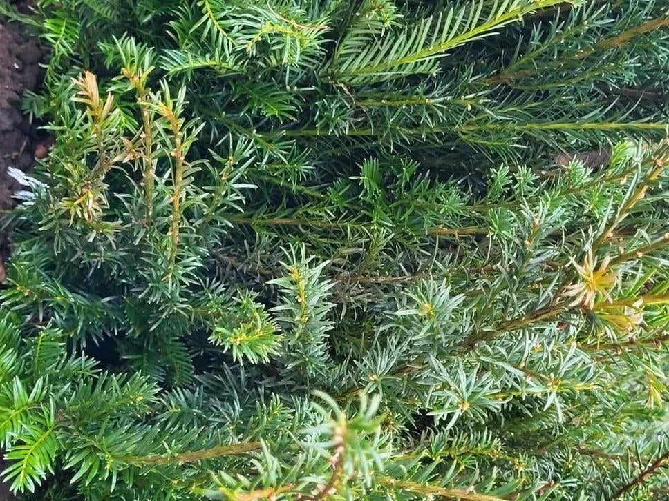 Taxus voor de haag, Ophalen, Bloeit niet, Overige soorten, Volle zon