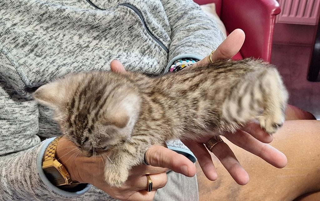 Kittens te koop., Poes