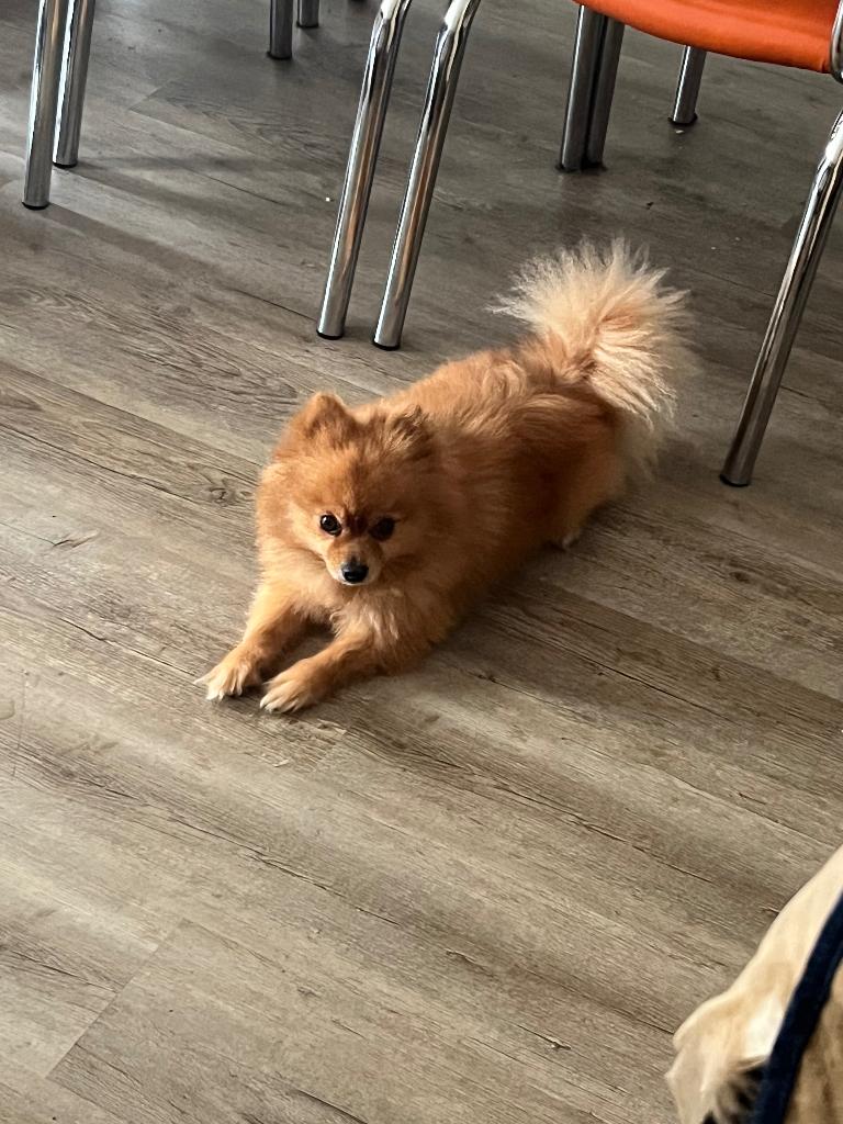 Pomeriaan, Keeshond, Reu, Parvo, Meerdere