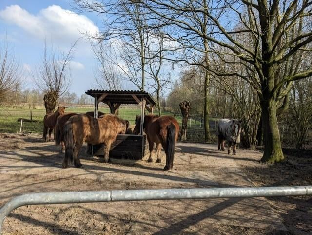 Weidegang voor IJslander, Dieren en Toebehoren, Weidegang, 2 of 3 paarden of pony's