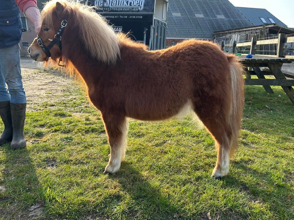 Shetlander Goed bewegende shetland 1 jarige, Dieren en Toebehoren, Pony's, Hengst, A pony (tot 1.17m), 0 tot 2 jaar