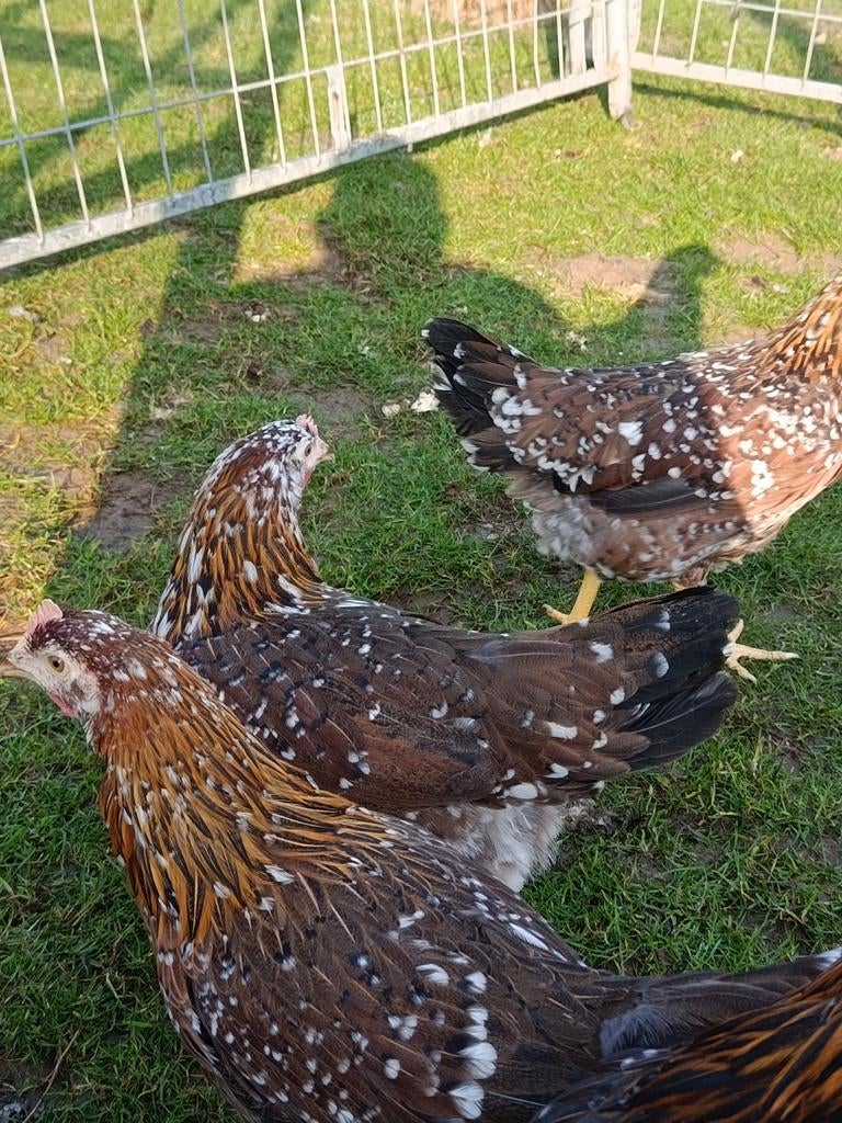 Ik verkoop bloemkippen, Dieren en Toebehoren, Pluimvee, Meerdere dieren, Kip