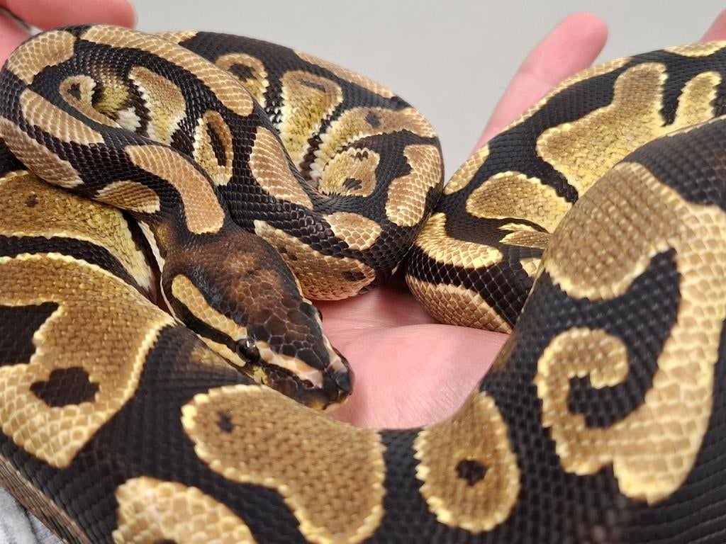 Koningspython Ball Python - male for sale from Twan
