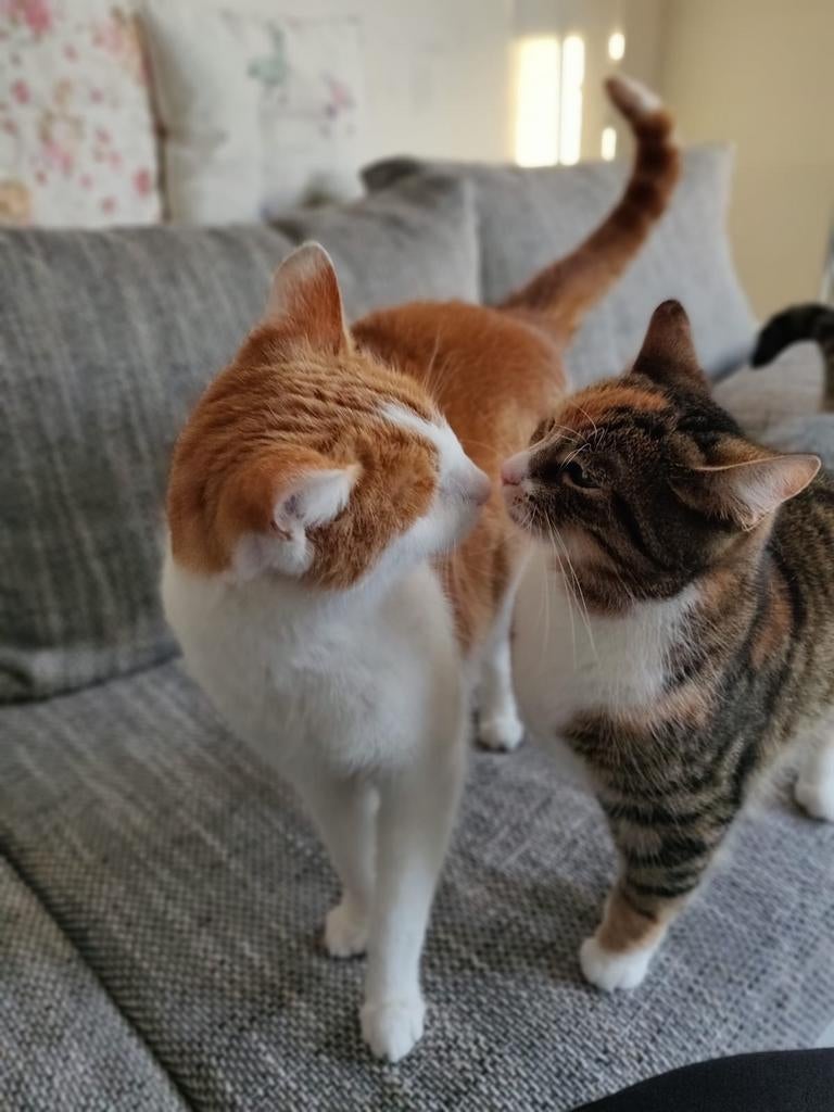 Kater 9 jaar en poes van 8 jaar oud, gecastreerd en gechipt, Dieren en Toebehoren, Katten en Kittens | Overige Katten, Meerdere dieren