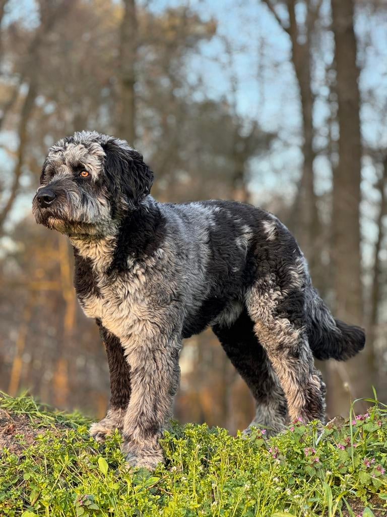 Dekreu Labradoodle X Australian Shepherd, België, Particulier, Reu, 1 tot 2 jaar
