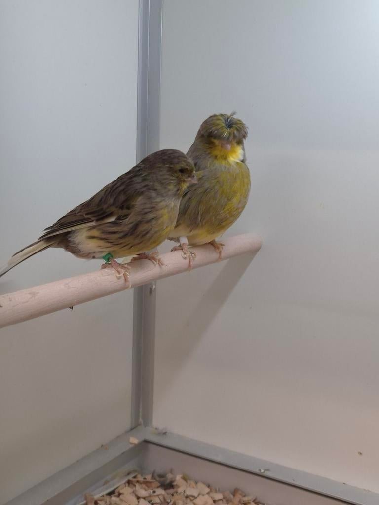 2-2 Gloster kanaries, Meerdere dieren, Kleurkanarie