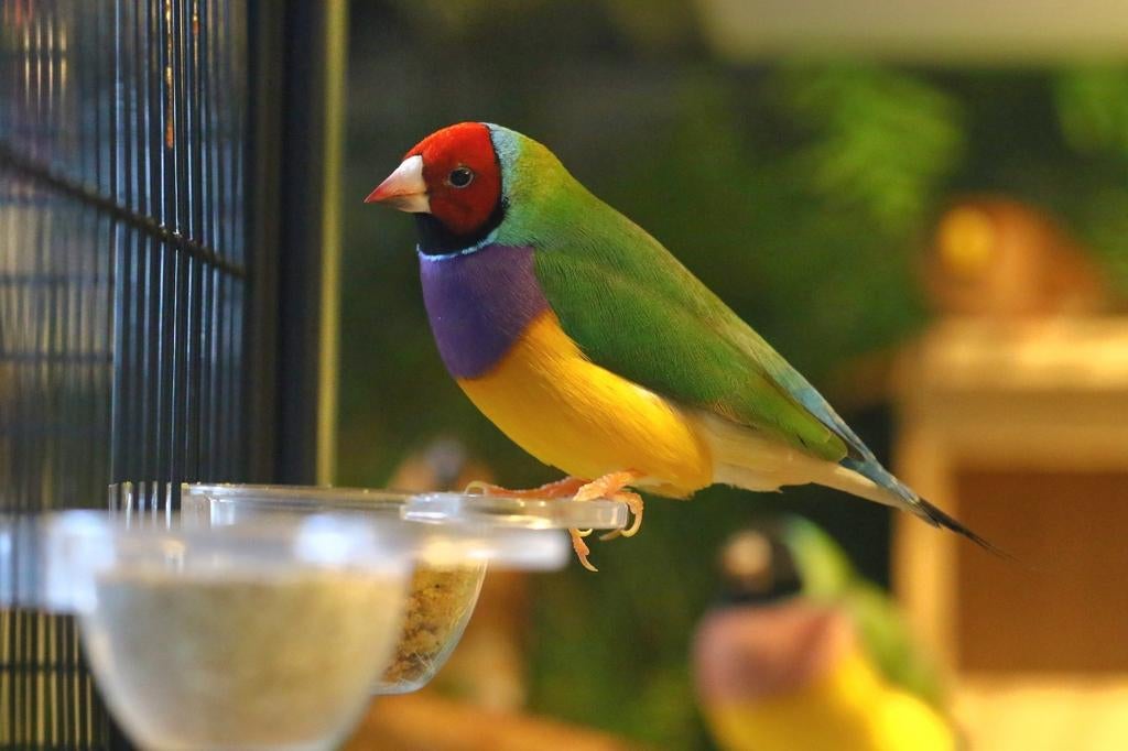 Koppel Gouldamadine, Meerdere dieren, Tropenvogel