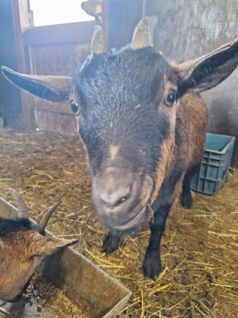 Te Koop 3 super mooie makke drachtige dwerg geiten, Dieren en Toebehoren, Vrouwelijk, Geit