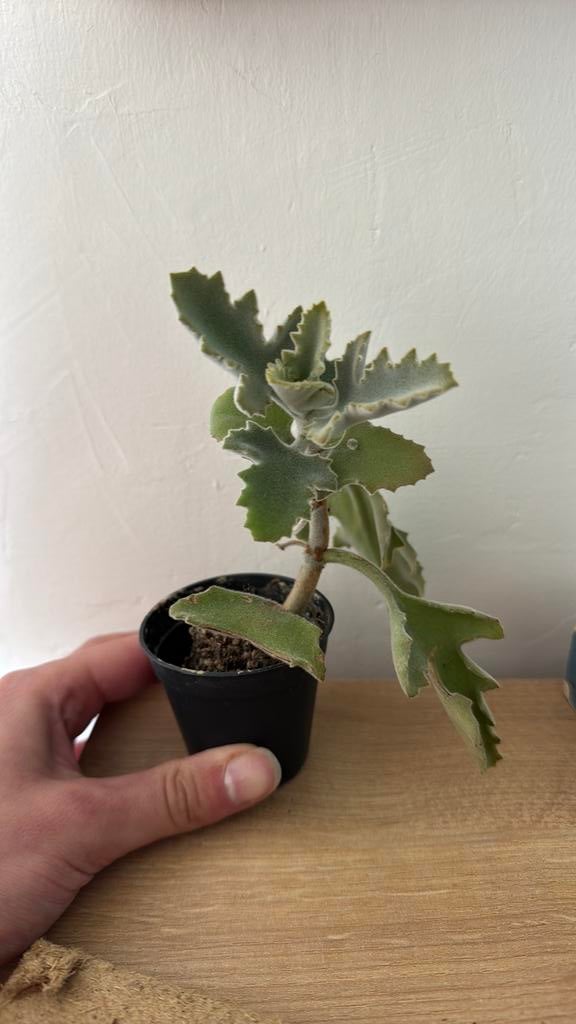 Kalanchoe plant, Huis en Inrichting, Kamerplanten, Ophalen, Halfschaduw, Minder dan 100 cm