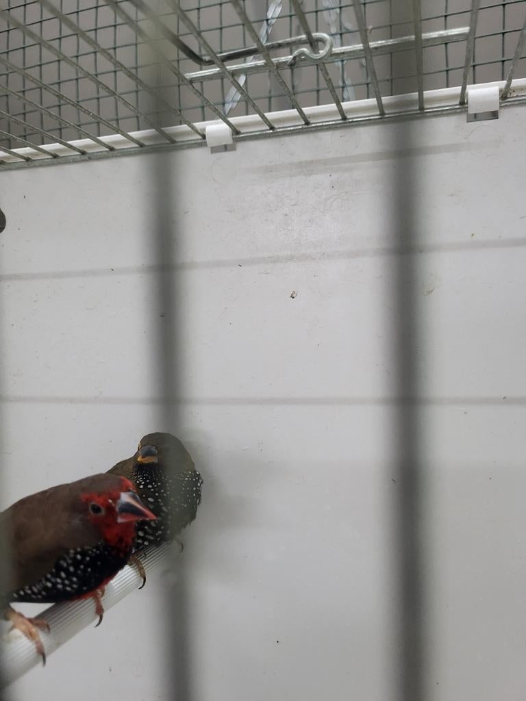 Emblema picta koppel Split v geel x geel, Meerdere dieren, Geringd