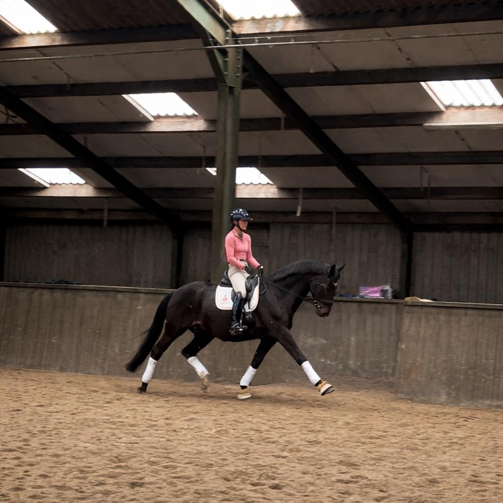 Talentvolle ruin, Dieren en Toebehoren, Paarden, Ruin, Dressuurpaard, 170 tot 175 cm, 7 tot 10 jaar