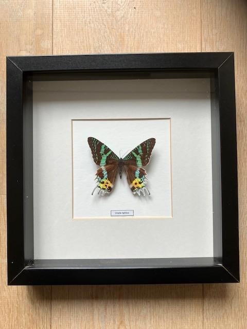 Urania Ripheus of Madagascar Dagpauwoog vlinder in lijst, Meerkleurig, Decoratieobject, Ophalen of Verzenden, Zo goed als nieuw