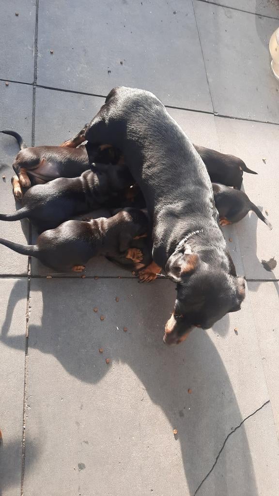 Mooie  gesocialiseerde teckel pups, Standaard, 8 tot 15 weken, Korthaar, Meerdere