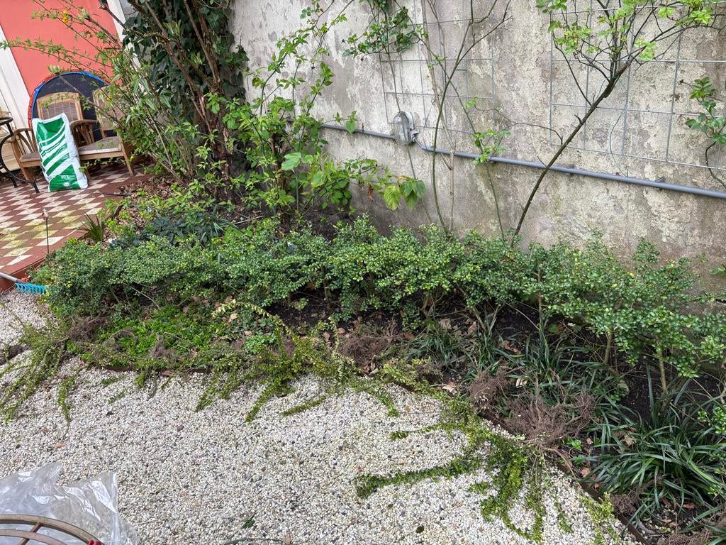 Ilex planten (goede buxusvervanger), Vaste plant, Bloeit niet, Halfschaduw, Ophalen