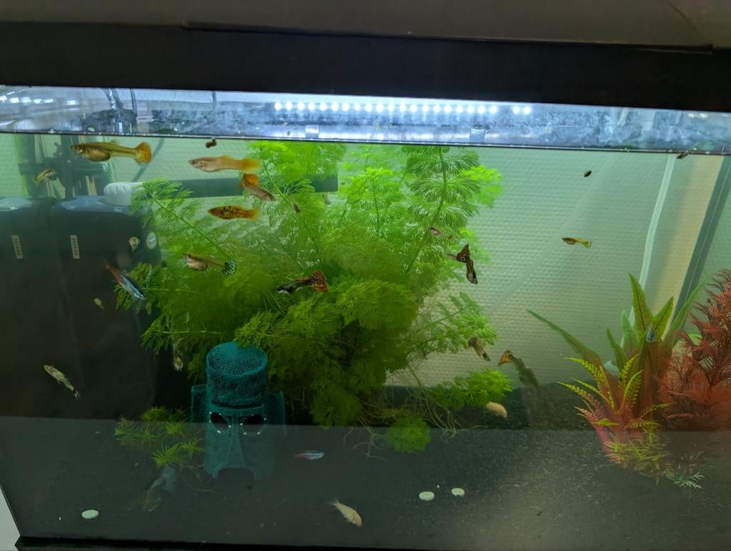 Guppies, Dieren en Toebehoren, Vissen | Aquaria en Toebehoren, Ophalen, Zo goed als nieuw