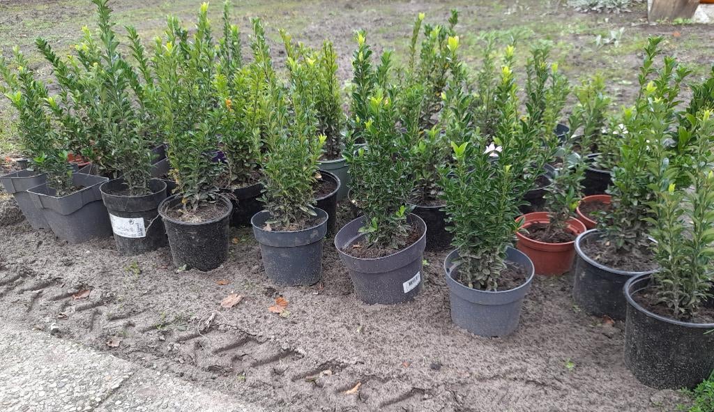 buxus, Ophalen, Buxus, Struik, Minder dan 100 cm
