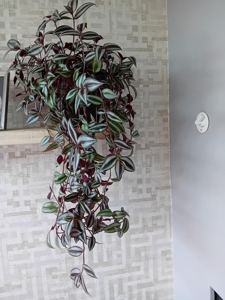Tradescantia, Huis en Inrichting, Kamerplanten, Ophalen of Verzenden, Halfschaduw, Minder dan 100 cm