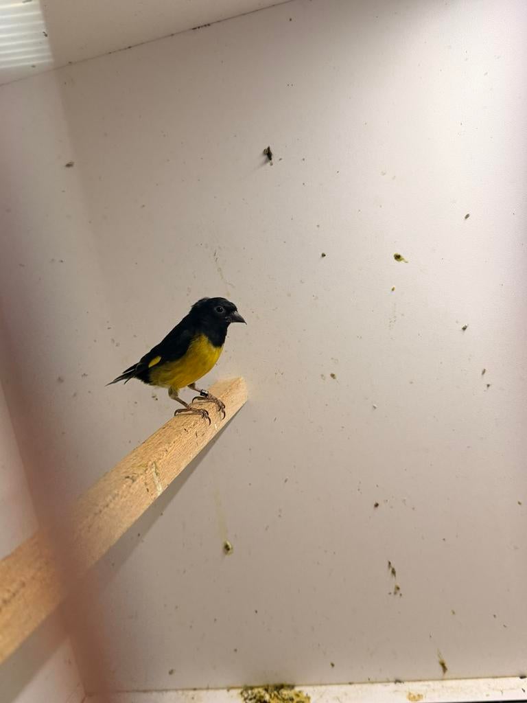 Man geelbuiksijs, Mannelijk