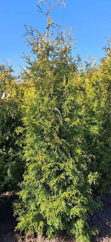 Thuja Brabant Haagconiferen 225 cm hoog mooie volle planten, Ophalen, Conifeer, Haag, 100 tot 250 cm