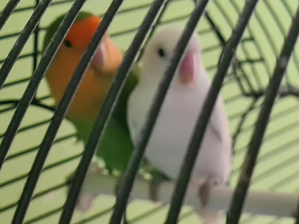 Stel agapornisen, Meerdere dieren, Parkiet